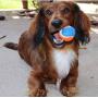 Squeaky Mini Tennis Ball for Dogs 1.5''- Pack of 12