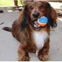 Squeaky Mini Tennis Ball for Dogs 1.5''- Pack of 12 Squeaky Mini Tennis Ball for Dogs 1.5''- Pack of 12