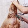 FEENGG Dog Clippers with High Power for Thick Coats, Professional Heavy Duty Dog Grooming Kit, Plug-in & Quiet Pet Clippers with 4 Comb Guides