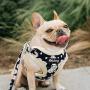 Didog Soft/Cosy Fleece Dog Vest Harness and Leash Set with Cute Bags,No Pull Escape Proof Puppy Harness,Cute Daisy Pattern/Back Openable,Fit Walking Small Dogs, Cats