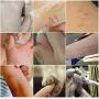 AINOLWAY Silicone Anti-Scratch Cat Shoes Boots Rubber Precaution Scratch Gloves Cat Paw Protector Nail Cover Pet Grooming Scratching Booties for Bathing Checking Treatment Shaving AINOLWAY Silicone Anti-Scratch Cat Shoes Boots Rubber Precaution Scratch Gloves Cat Paw Protector Nail Cover Pet Grooming Scratching Booties for Bathing Checking Treatment Shaving