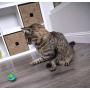Petlinks Electronic Light Cat Toys