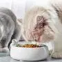 DotPet Cat Feeding Bowls, Ceramics Single Food Feeding Bowl for Cats/Dogs, Non-Slip Anti-Spill Ceramics Single Dish or Water Feeder Bowl DotPet Cat Feeding Bowls, Ceramics Single Food Feeding Bowl for Cats/Dogs, Non-Slip Anti-Spill Ceramics Single Dish or Water Feeder Bowl