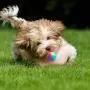 4 Pieces LED Light up Dog Balls Flashing Elastic Ball LED Molar Ball Glowing Ball Pet Color Light Ball Interactive Toys for Cats, Dogs (2.2 Inches)