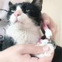 Dog Nail Clippers-Pets Nail Clippers,Professional cat Dog Pet Nail Grooming Trimmer Clipper with Safety Guard to Avoid Over Cutting,for Dogs and Cats/Pet Grooming Kit.