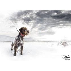 SportDOG Brand TEK Series GPS Tracking Systems with E-Collar Option - Up to 10 Mile Range - Waterproof, Rechargeable Dog Location Device with Handheld