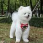HALOViE Small Dog Harness with Leash, Fashionable Puppy Cat Striped Harness Breathable Soft Mesh for Small Medium Pet Doggy Doggie Kitten