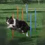 CHEERING PET Dog Agility Equipment, 28 Piece Dog Obstacle Course for Training and Interactive Play Includes Dog Agility Tunnel, Adjustable Hurdles, Poles, Whistle, Rope Toy with Carrying Case CHEERING PET Dog Agility Equipment, 28 Piece Dog Obstacle Course for Training and Interactive Play Includes Dog Agility Tunnel, Adjustable Hurdles, Poles, Whistle, Rope Toy with Carrying Case