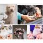 PJKKawesome Safety Dog Nail Clippers No Pain Safety Switch to Prevent Over Cut for Grooming Pet Nail Medium Sized Dog Blue S Pet Supplies