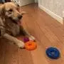 Jalousie Dog Squeaky Toys Value Set Non-Toxic Dog Squeaky Balls for Dogs Toss Fetch Toys for Dogs TPR Rubber Puppy Toys Spikey Dog Chew Toys for Small Medium Dogs Pet Toys for Puppy