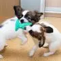 Dog Chew Toys Toothbrush Interactive Toy for Dogs Training IQ Teeth Cleaning Durable Small Medium Large Dog Puppy Chewing,Yellow