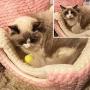 Petper Cat Bed, Cat Self Warming Bed & Sofa, Pink