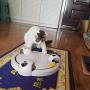 Running Pet Cat Toy, Interactive Automatic Toy for Cat or Kitten, Adjustable Electronic Battery Operated Toy