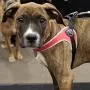 Tre Ponti Fibbia Small Dog Harness with Adjustable Belly Strap, 3.5 cm, Red