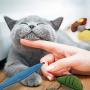 Amogato 9 Pack Catnip Toys for Indoor Cats, Kitten Cat Toys with Catnip Natural for Dental Health