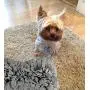 MY-PETS Snuffle Mat for Dogs and Puppies, Dog Feeding Mat for Smell Training, Anti Slip Sniffing Pad, Pet Activity Mat Foraging Blankets Dog Toys for Boredom Release (Bone/Round/Square/Bowl) MY-PETS Snuffle Mat for Dogs and Puppies, Dog Feeding Mat for Smell Training, Anti Slip Sniffing Pad, Pet Activity Mat Foraging Blankets Dog Toys for Boredom Release (Bone/Round/Square/Bowl)