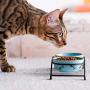 Y YHY Ceramic Raised Pet Cat Bowls, 12 Ounces Elevated Food or Water Bowls, Double Cat Dishes, Gift for Cat, Fish Bone Design, Blue