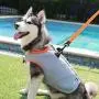 juxzh Truelove Dog Cooling Vest Dog Harness Cooler Jacket with Adjustable Zipper for Outdoor Hunting Training and Camping juxzh Truelove Dog Cooling Vest Dog Harness Cooler Jacket with Adjustable Zipper for Outdoor Hunting Training and Camping
