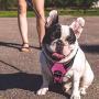 MASBRILL No Pull Dog Harness, No Choke Pet Vest Harness with Front and Back 2 Lead Clips, Adjustable Soft Padded Dog Vest with Easy Control Handle