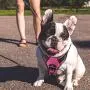 MASBRILL No Pull Dog Harness, No Choke Pet Vest Harness with Front and Back 2 Lead Clips, Adjustable Soft Padded Dog Vest with Easy Control Handle MASBRILL No Pull Dog Harness, No Choke Pet Vest Harness with Front and Back 2 Lead Clips, Adjustable Soft Padded Dog Vest with Easy Control Handle
