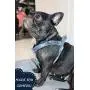 ARING PET Dog Halter Harness, Velvet Dog Harness, No Pull Dog Halter Harness, Adjustable Heavy Duty Dog Harness for Small Medium Large Dogs ARING PET Dog Halter Harness, Velvet Dog Harness, No Pull Dog Halter Harness, Adjustable Heavy Duty Dog Harness for Small Medium Large Dogs