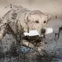 SportDOG Brand Plastic Dummies - Hunting Dog Training Tool - Adjustable Weight and Firmness - Floats SportDOG Brand Plastic Dummies - Hunting Dog Training Tool - Adjustable Weight and Firmness - Floats