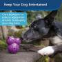 PetSafe Busy Buddy Barnacle Treat Dispensing Dog Toy