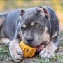 SodaPup ID Gear Dog Toy - Natural Rubber Treat Pocket - Fetch & Dental Chew Toy - Yak Chew Holder - Treat Dispenser - Slow Feeder - Power Chewers - Yellow - Large
