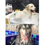 Pet Bathing Tether Straps with Suction Cup Dog Bathing & Grooming Suction Cup with Grooming Loop - Industrial-Strength Suction Cup for Attaching Dog Bathing Restraints to Grooming Tub Walls
