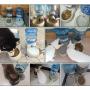 Pet Drinkers Cat Dog Automatic Feeder Drinking Animal Bowl Water Detachable Food Drink Dispenser Fountain Self-Dispensing Waterer
