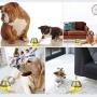 Li-HIM Dog Tumbler Ball, Pet Food Ball, Easy Automatic Feeding Pet Training to Increase Exercise to Stay Healthy, for Small Medium Large Dogs,Green