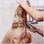 FEENGG Dog Clippers with High Power for Thick Coats, Professional Heavy Duty Dog Grooming Kit, Plug-in & Quiet Pet Clippers with 4 Comb Guides