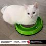 SPOT Ethical Pets Rockin Scratcher Cat Toy, 10''