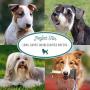 Natures Specialties Super EZ Dematt Dog Conditioner for Pets, Puppies Kittens, Skin Repair Dilutes 12:1 Made in USA Non-Toxic