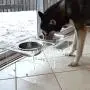 PetFusion Elevated Dog Bowls, Cat Bowls. [Attach, Detach, Add On, Mix Match Short 4'' & Tall 8'']. Buy Singles or Pairs