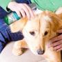 Vets Best Waterless Dog Bath | No Rinse Dry Shampoo for Dogs | Natural Formula Refreshes Coat and Controls Odor Between Baths | 5 Ounces
