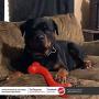 Ethical Pets SPOT Play Strong ''S'' Bone | Dog Toys For Aggressive Chewers | Dog Chew Toy | Indestructible Dog Toys | Bone | Chew Toys For Aggressive Dogs | Interactive Dog Toy | Dog Chew Toys For Aggressive Chewers, 12-Inch, Multicolor, Model:54006