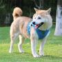 ROWAI Step-in Dog Harness All Weather Mesh Step in Vest Harness for Small and Medium Dogs by Best Pet Supplies