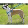 LupinePet Originals 1'' Turtle Reef Step In Dog Harness