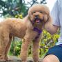 HUIYOU Puppy Harness Leash Set, Heavy Duty Training Dog Vest Perfect for Large Medium Small Dogs
