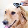 Cool smile Dematting Comb Tool for Dogs & Cats, Pet Grooming Undercoat Rake with Two-Side,Professional Stainless Steel Demat Comb Removes Loose Undercoat, Mats, Tangles and Knots