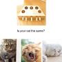 Cat Toy Puzzle Box, Interactive Cat Toy Solid Wooden, Cat Box Exercise Toy, Kitten Mouse Puzzle Hunting Playing Scratching