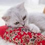 ocijf179 Cat Toy Fish Shape Catnip Pillow Cats Scratch Bite Chewing Doll Pets Interactive Toy - DarkRed
