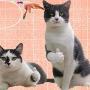 Perfttyycwwj Catnip Toys. Cat Toy Wire Feather Interactive Cat Wand Training Kitty Wand Toy with Bead Bell Interesting Kitty Toy Pet Supplies