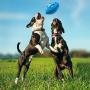 Vnice Durable Squeaky Dog Toys for Aggressive Chewers,Elasticity Rubber Football,Puppy Toothbrush ,Tough Interactive Pet Toy Ball for Small Medium and Large Breed (Blue)