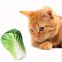 Pet Cat Toy Plush Canvas Bite Toys Catnip Cat Cite Vocal Creative Simulation Vegetable Chicken Bone Toy Chew Squeak Toy 41 A1
