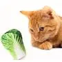 Pet Cat Toy Plush Canvas Bite Toys Catnip Cat Cite Vocal Creative Simulation Vegetable Chicken Bone Toy Chew Squeak Toy 41 A1 Pet Cat Toy Plush Canvas Bite Toys Catnip Cat Cite Vocal Creative Simulation Vegetable Chicken Bone Toy Chew Squeak Toy 41 A1