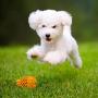 M.C.works Puppy Chew Toys, Dog Chew Toys for Average Chewer, Tough Dog Dental Chews Toy, Indestructible Dog Toys for Small Dogs, Food Grade Puppy Pet Toys