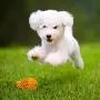 M.C.works Puppy Chew Toys, Dog Chew Toys for Average Chewer, Tough Dog Dental Chews Toy, Indestructible Dog Toys for Small Dogs, Food Grade Puppy Pet Toys M.C.works Puppy Chew Toys, Dog Chew Toys for Average Chewer, Tough Dog Dental Chews Toy, Indestructible Dog Toys for Small Dogs, Food Grade Puppy Pet Toys