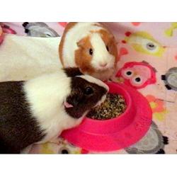 STAYbowl Tip-Proof Ergonomic Pet Bowl for Guinea Pig and Other Small Pets, 1/4-Cup Small Size, Fuchsia (Pink)